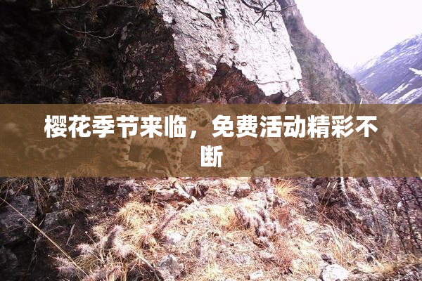 樱花季节来临，免费活动精彩不断