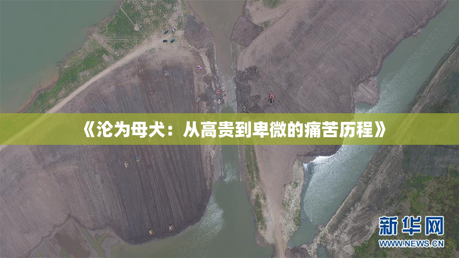 《沦为母犬：从高贵到卑微的痛苦历程》