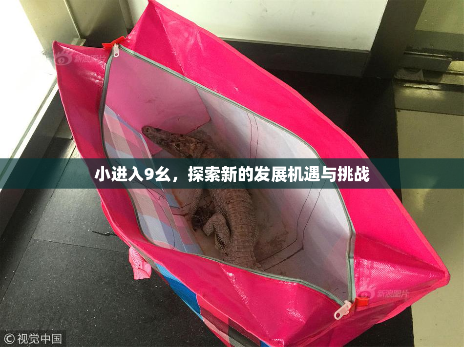 小进入9幺，探索新的发展机遇与挑战