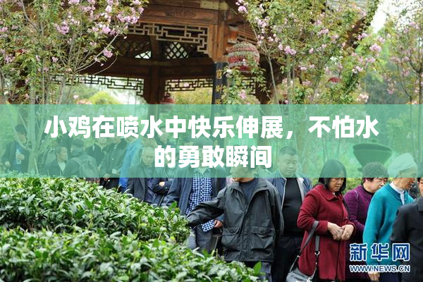 小鸡在喷水中快乐伸展，不怕水的勇敢瞬间