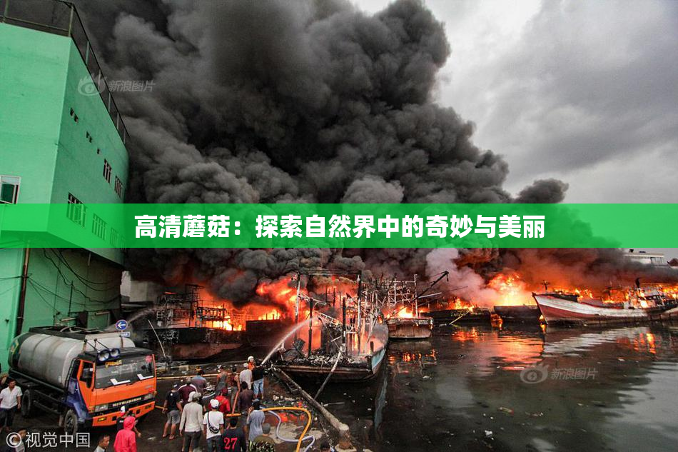 高清蘑菇：探索自然界中的奇妙与美丽