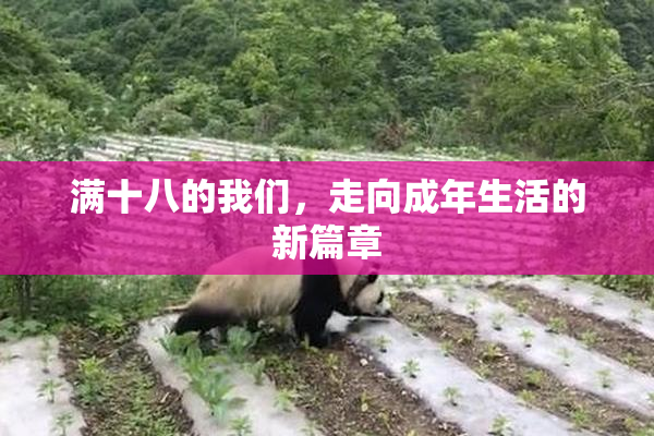 满十八的我们，走向成年生活的新篇章