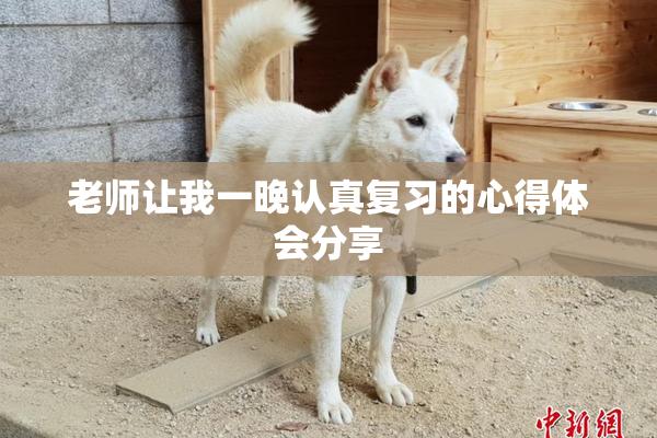 老师让我一晚认真复习的心得体会分享