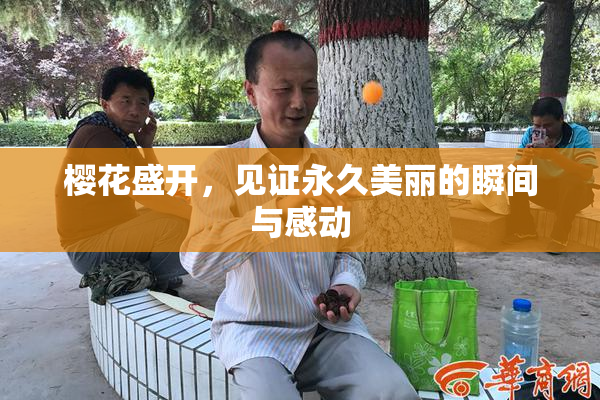 樱花盛开，见证永久美丽的瞬间与感动