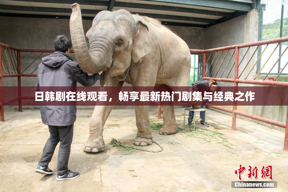 日韩剧在线观看，畅享最新热门剧集与经典之作