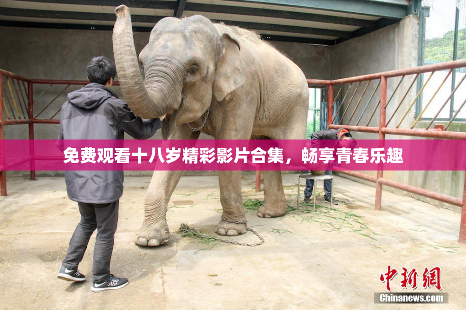 免费观看十八岁精彩影片合集，畅享青春乐趣