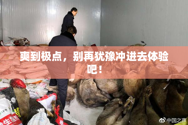 爽到极点，别再犹豫冲进去体验吧！