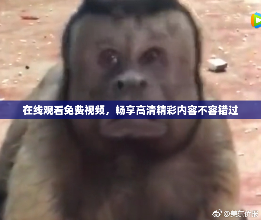 在线观看免费视频，畅享高清精彩内容不容错过