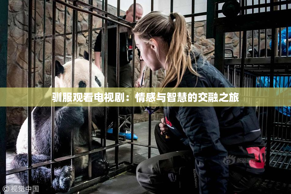 驯服观看电视剧：情感与智慧的交融之旅