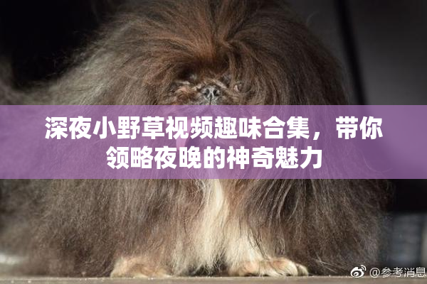 深夜小野草视频趣味合集，带你领略夜晚的神奇魅力