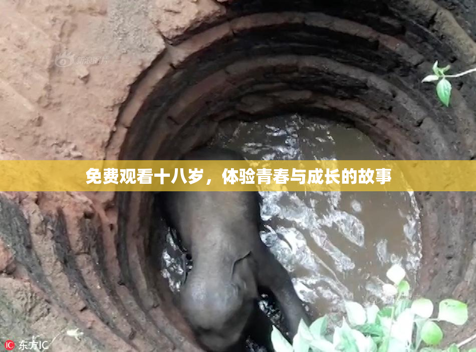 免费观看十八岁，体验青春与成长的故事