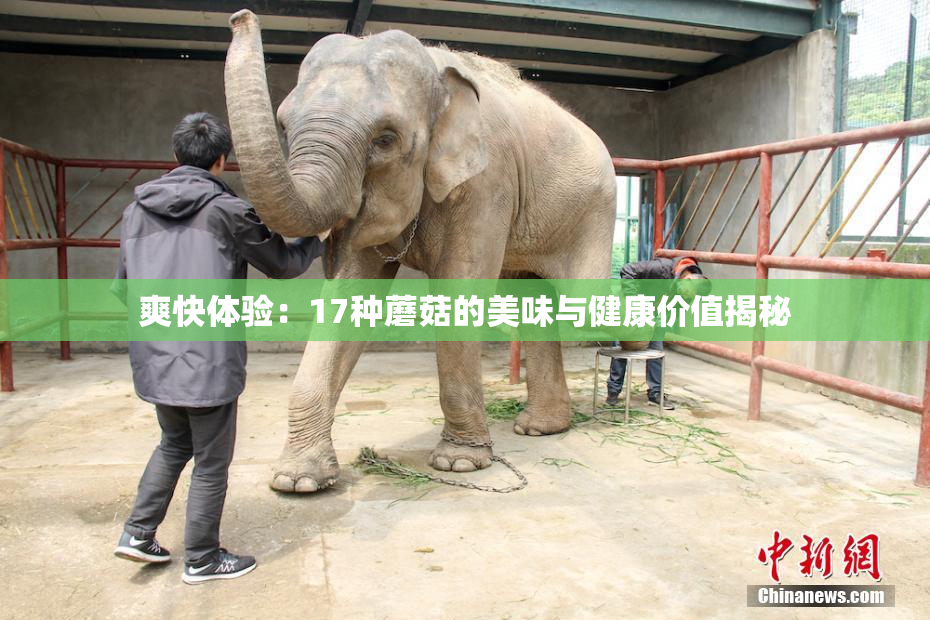 爽快体验：17种蘑菇的美味与健康价值揭秘