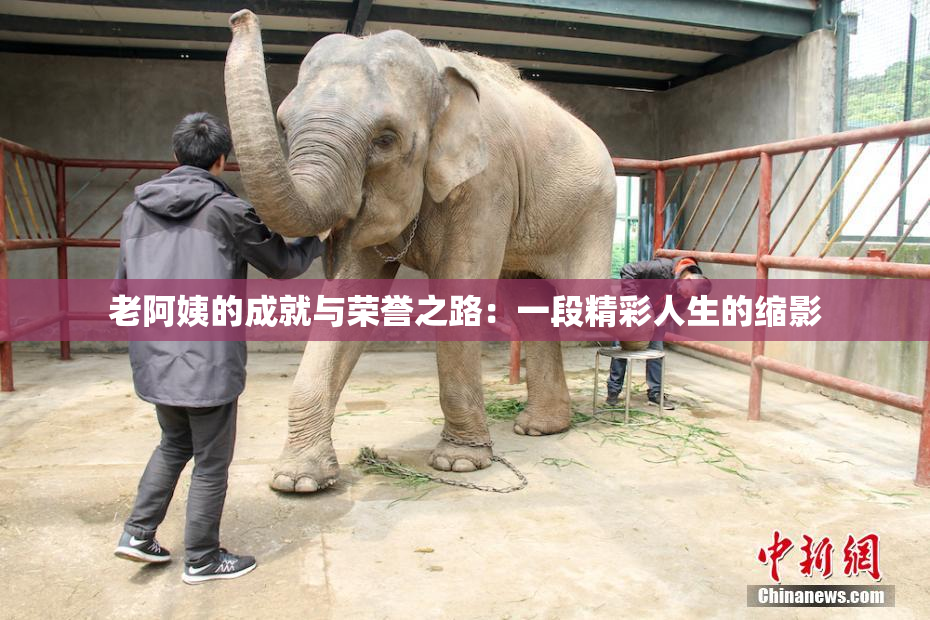 老阿姨的成就与荣誉之路：一段精彩人生的缩影