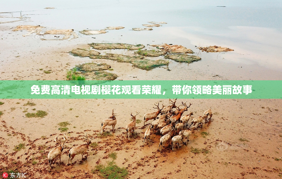 免费高清电视剧樱花观看荣耀，带你领略美丽故事