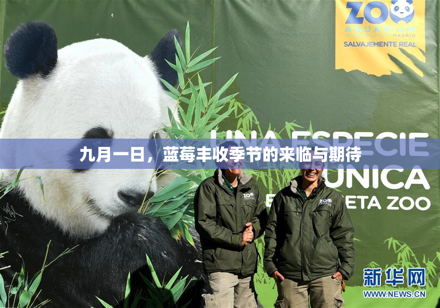 九月一日，蓝莓丰收季节的来临与期待