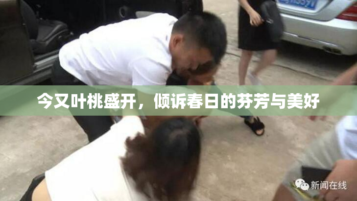 今又叶桃盛开，倾诉春日的芬芳与美好