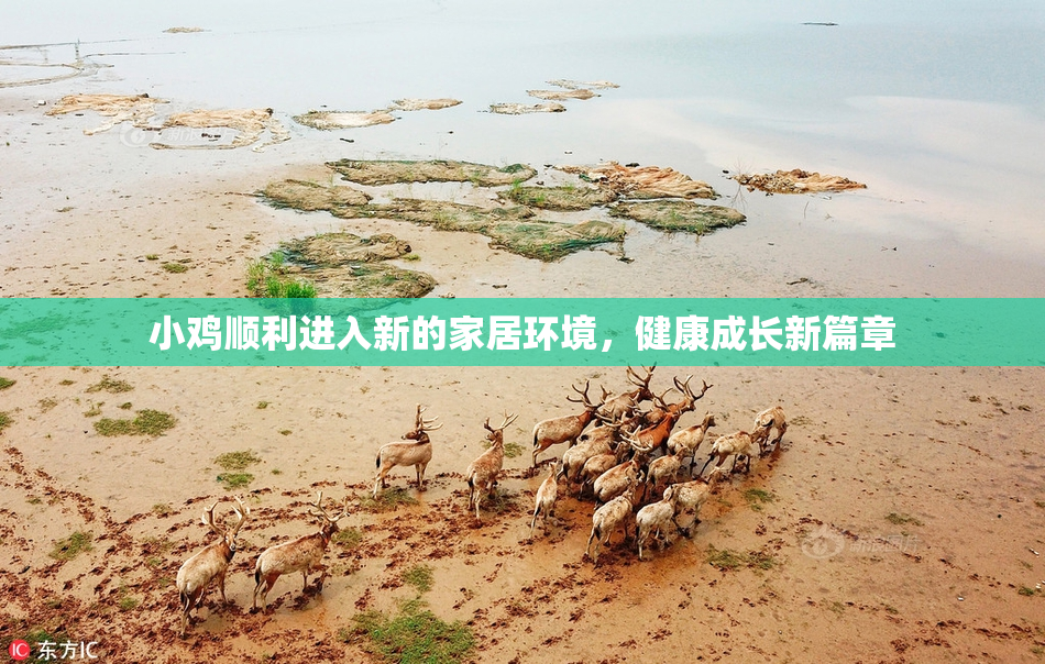 小鸡顺利进入新的家居环境，健康成长新篇章