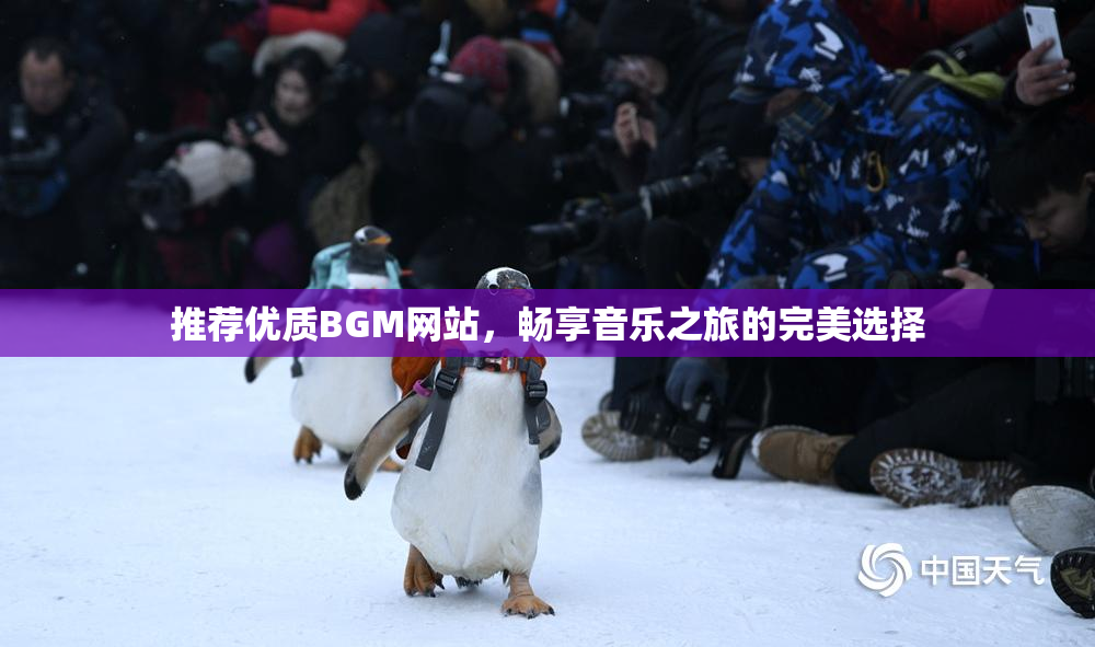 推荐优质BGM网站，畅享音乐之旅的完美选择