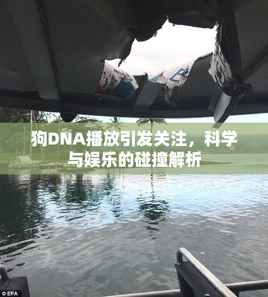 狗DNA播放引发关注，科学与娱乐的碰撞解析