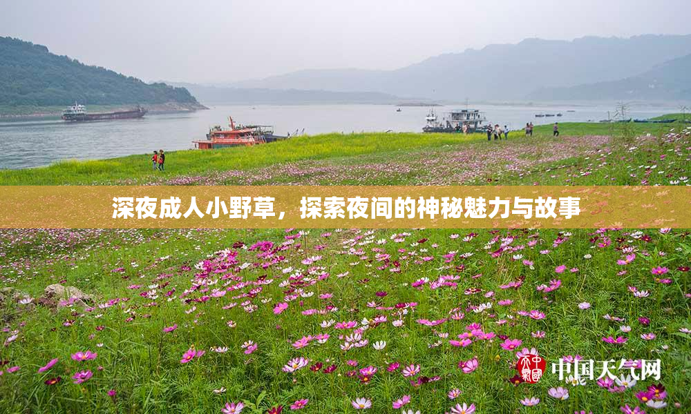 深夜成人小野草，探索夜间的神秘魅力与故事