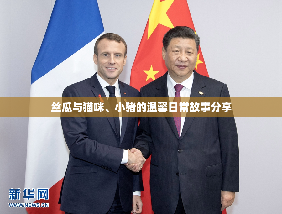 丝瓜与猫咪、小猪的温馨日常故事分享