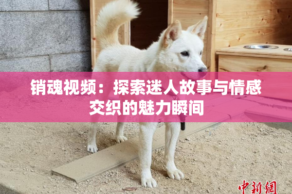 销魂视频：探索迷人故事与情感交织的魅力瞬间