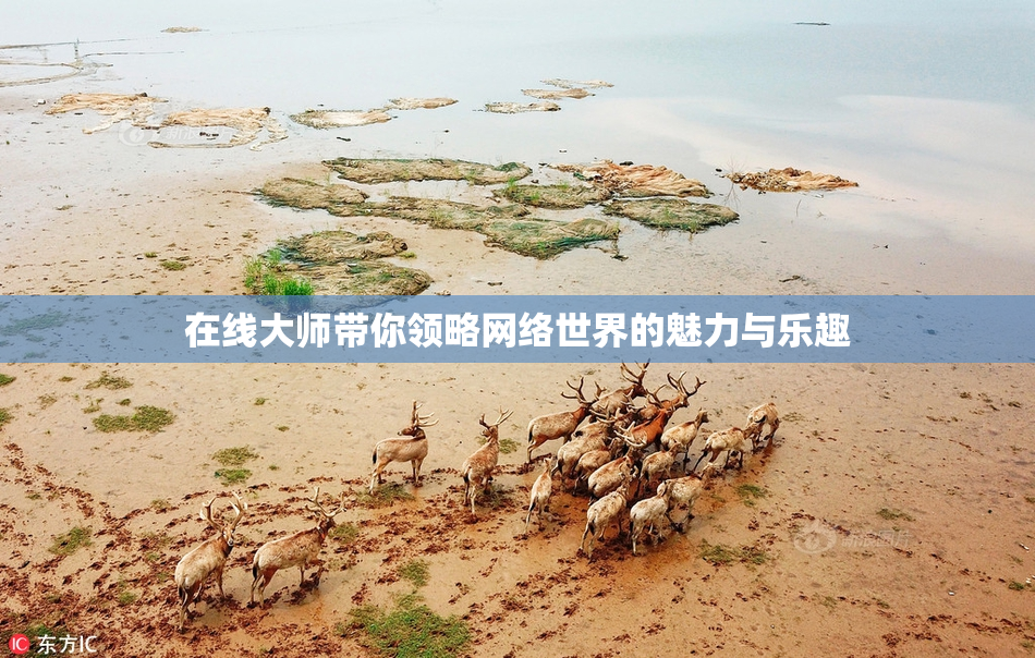 在线大师带你领略网络世界的魅力与乐趣