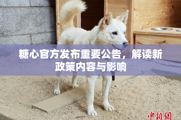 糖心官方发布重要公告，解读新政策内容与影响