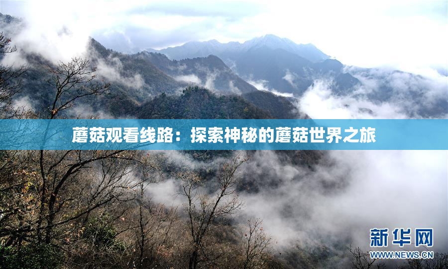 蘑菇观看线路：探索神秘的蘑菇世界之旅