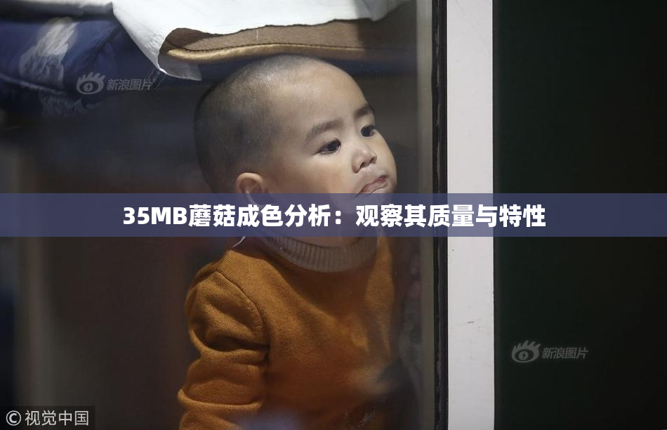 35MB蘑菇成色分析：观察其质量与特性