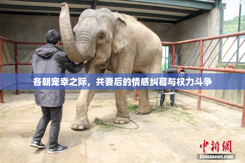 各朝宠幸之际，共妻后的情感纠葛与权力斗争