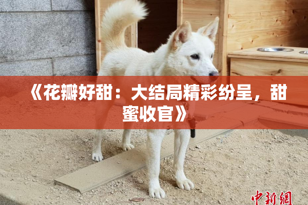 《花瓣好甜：大结局精彩纷呈，甜蜜收官》