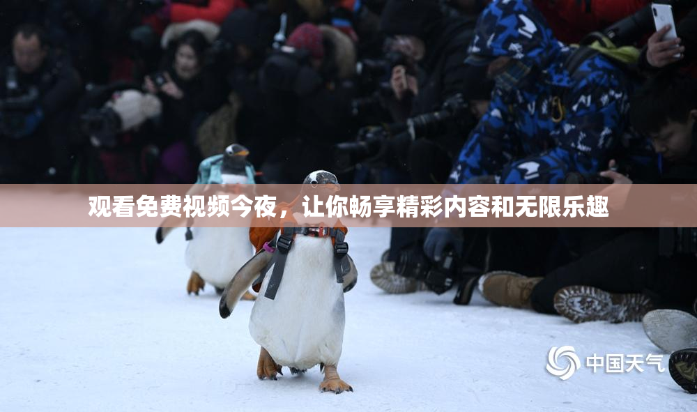 观看免费视频今夜，让你畅享精彩内容和无限乐趣