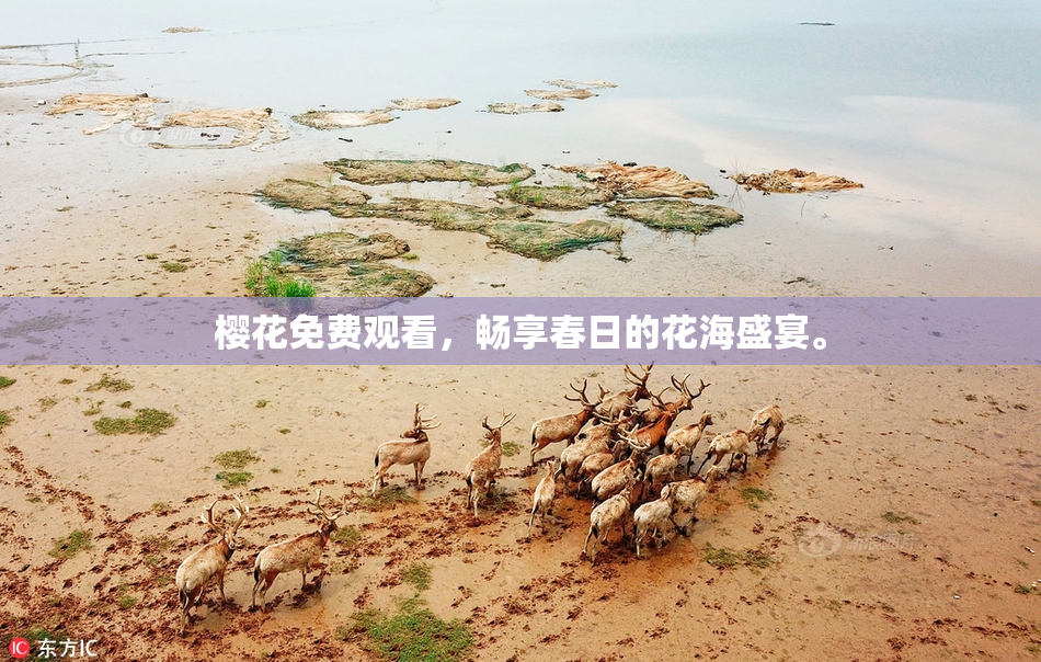 樱花免费观看，畅享春日的花海盛宴。
