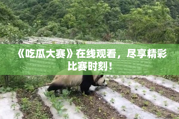 《吃瓜大赛》在线观看，尽享精彩比赛时刻！