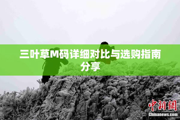 三叶草M码详细对比与选购指南分享