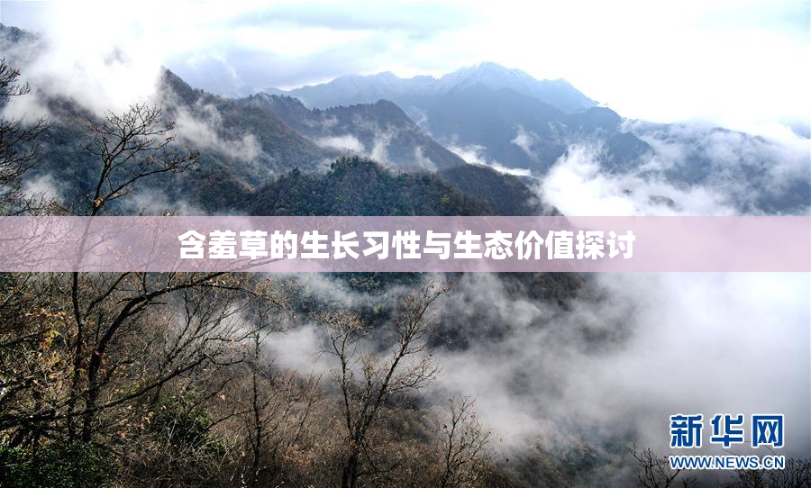 含羞草的生长习性与生态价值探讨