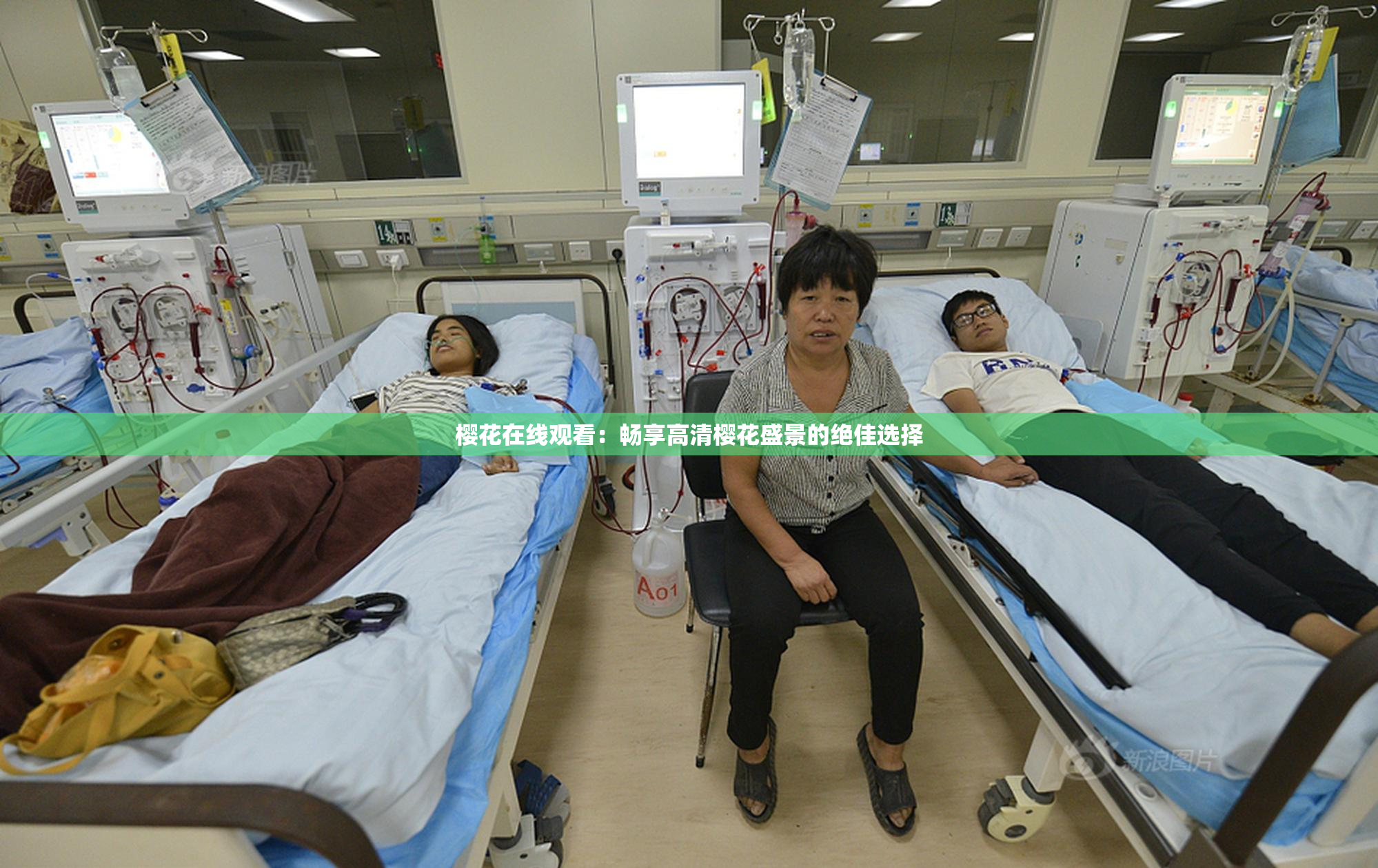 樱花在线观看：畅享高清樱花盛景的绝佳选择