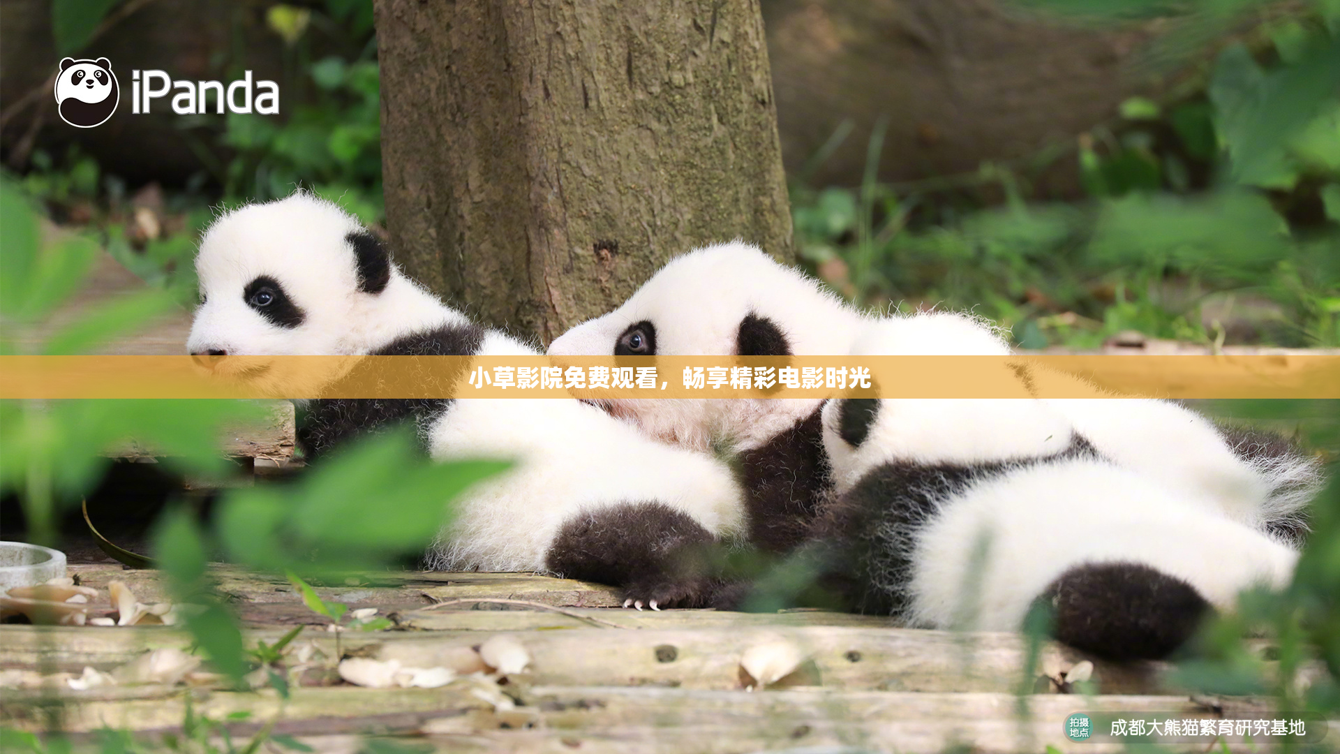 小草影院免费观看，畅享精彩电影时光
