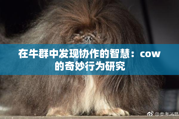 在牛群中发现协作的智慧：cow的奇妙行为研究