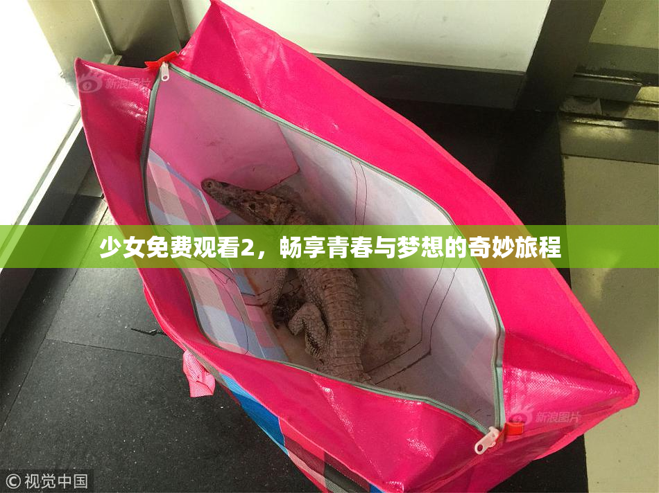 少女免费观看2，畅享青春与梦想的奇妙旅程