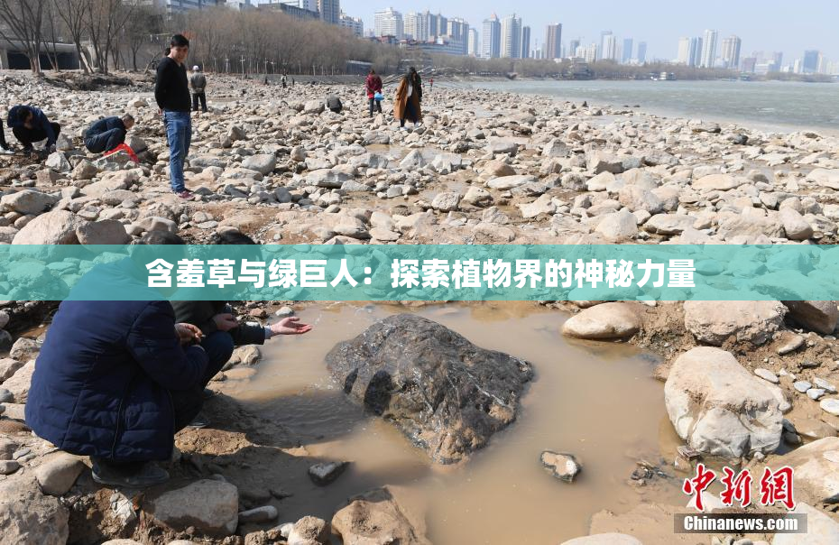 含羞草与绿巨人：探索植物界的神秘力量