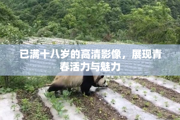 已满十八岁的高清影像，展现青春活力与魅力