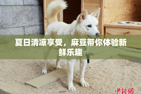 夏日清凉享受，麻豆带你体验新鲜乐趣