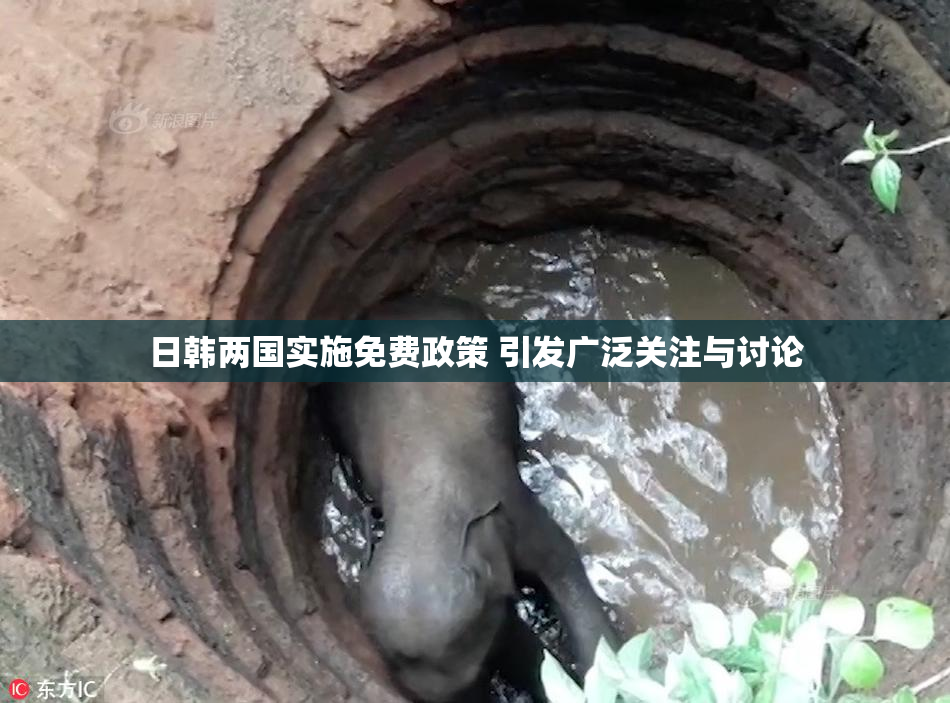 日韩两国实施免费政策 引发广泛关注与讨论