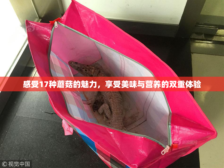 感受17种蘑菇的魅力，享受美味与营养的双重体验