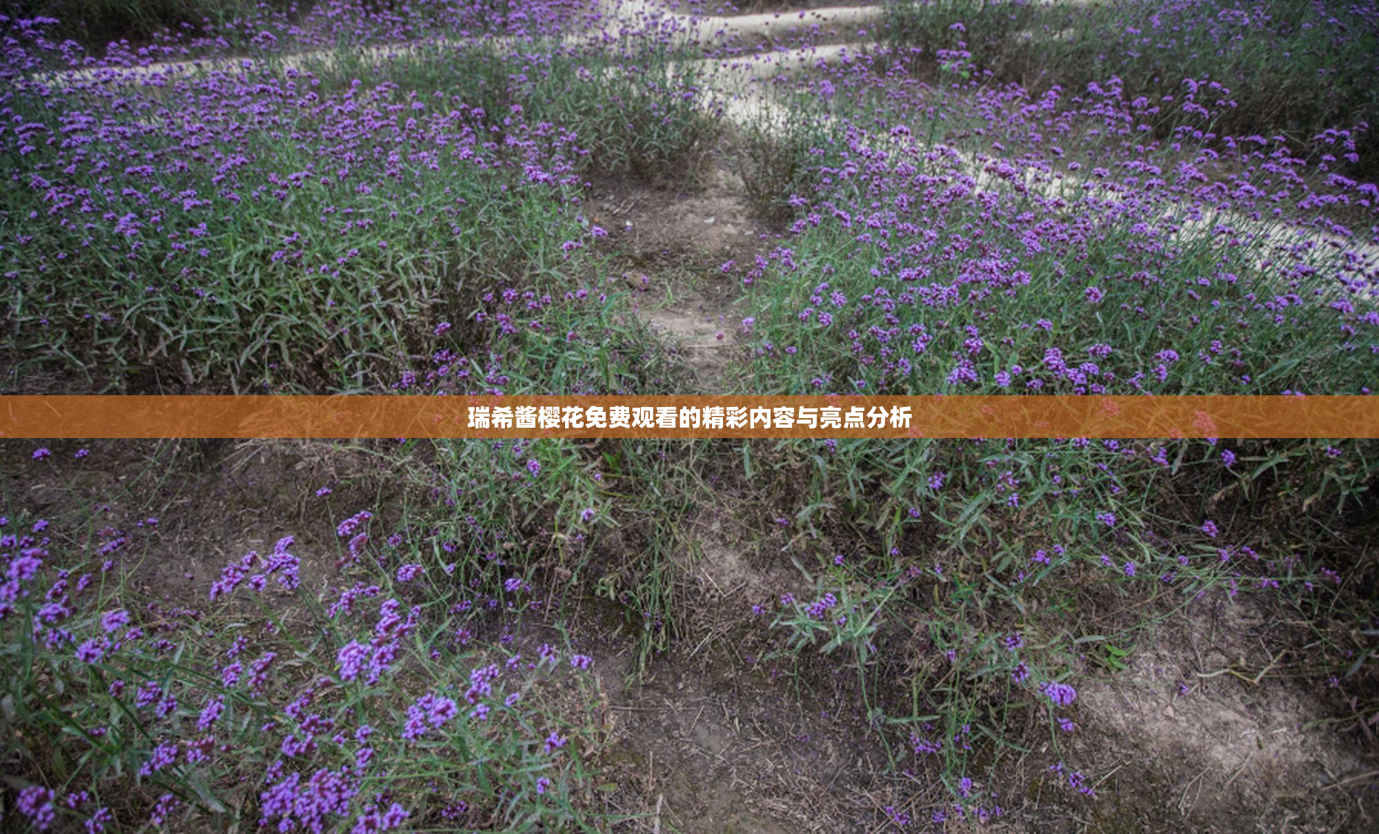 瑞希酱樱花免费观看的精彩内容与亮点分析