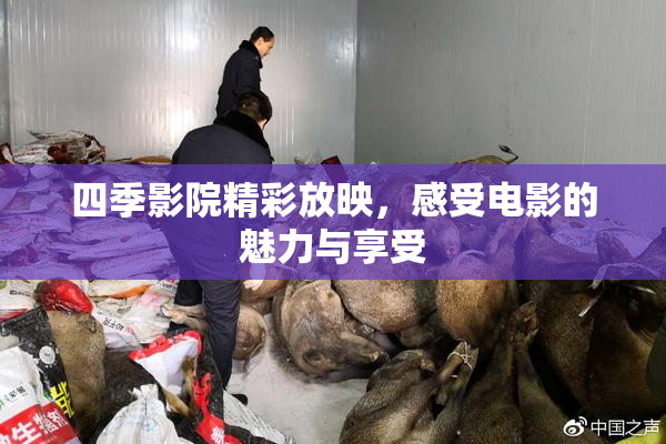 四季影院精彩放映，感受电影的魅力与享受