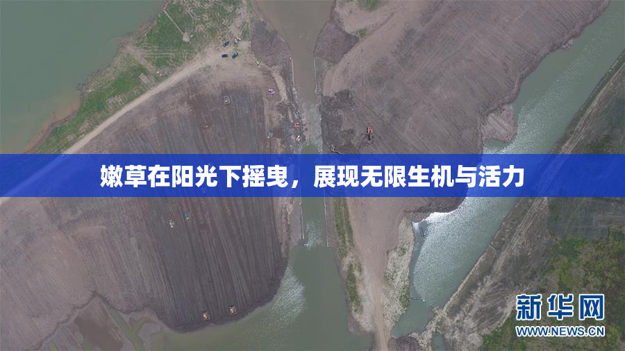 嫩草在阳光下摇曳，展现无限生机与活力