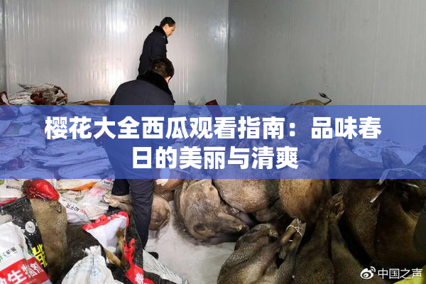 樱花大全西瓜观看指南：品味春日的美丽与清爽